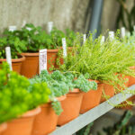 Market for sale plants. Many plants in pots